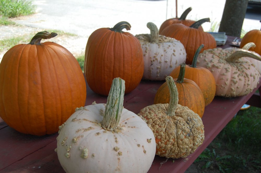 pumpkins 2015.jpg