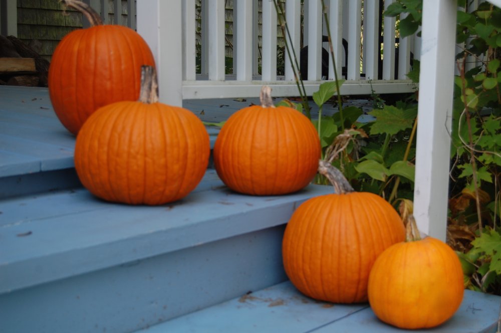 pumpkins perfect.jpg