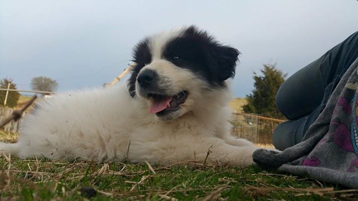 puppers.jpg