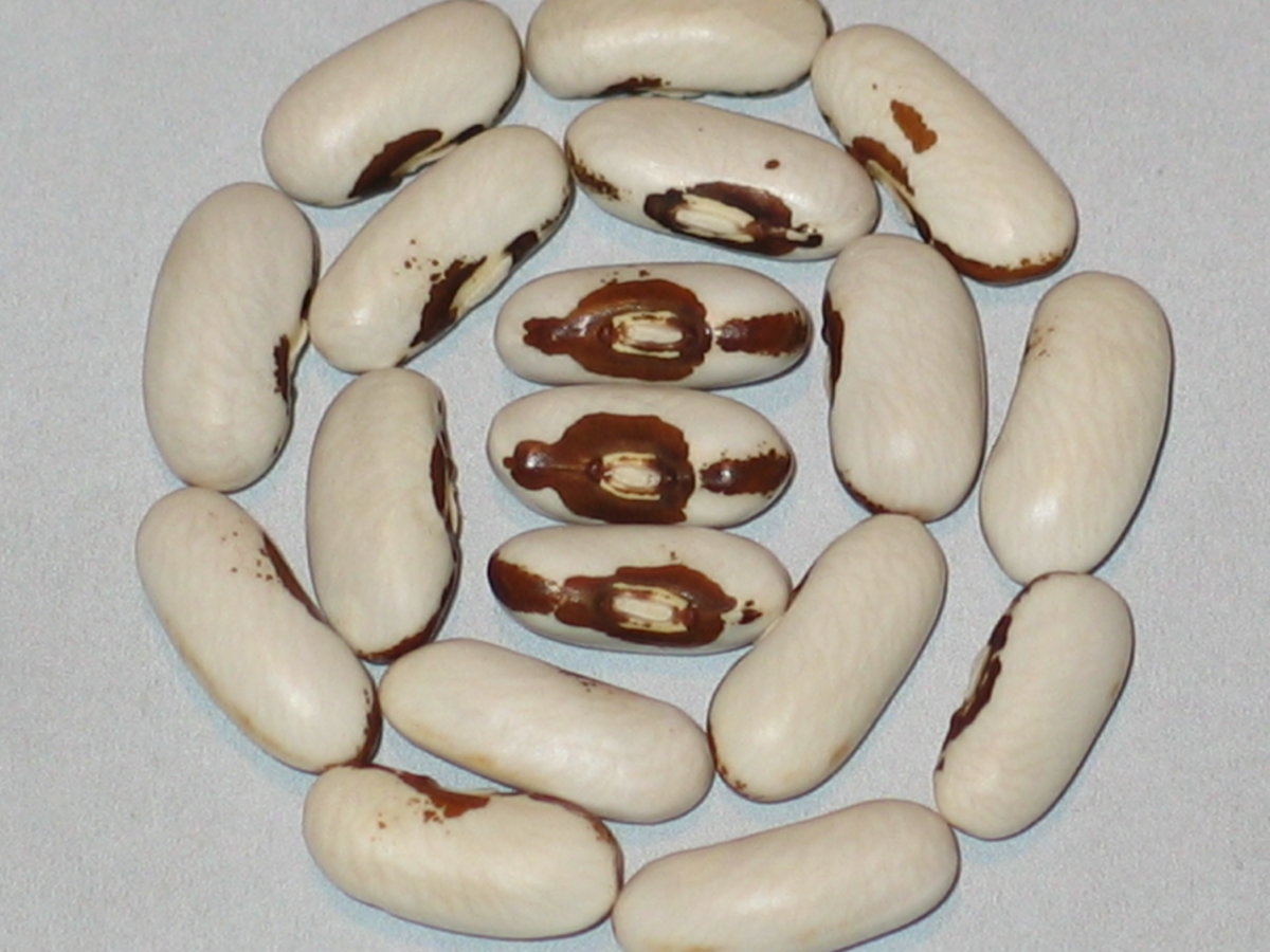 Puregold Wax #1.jpg