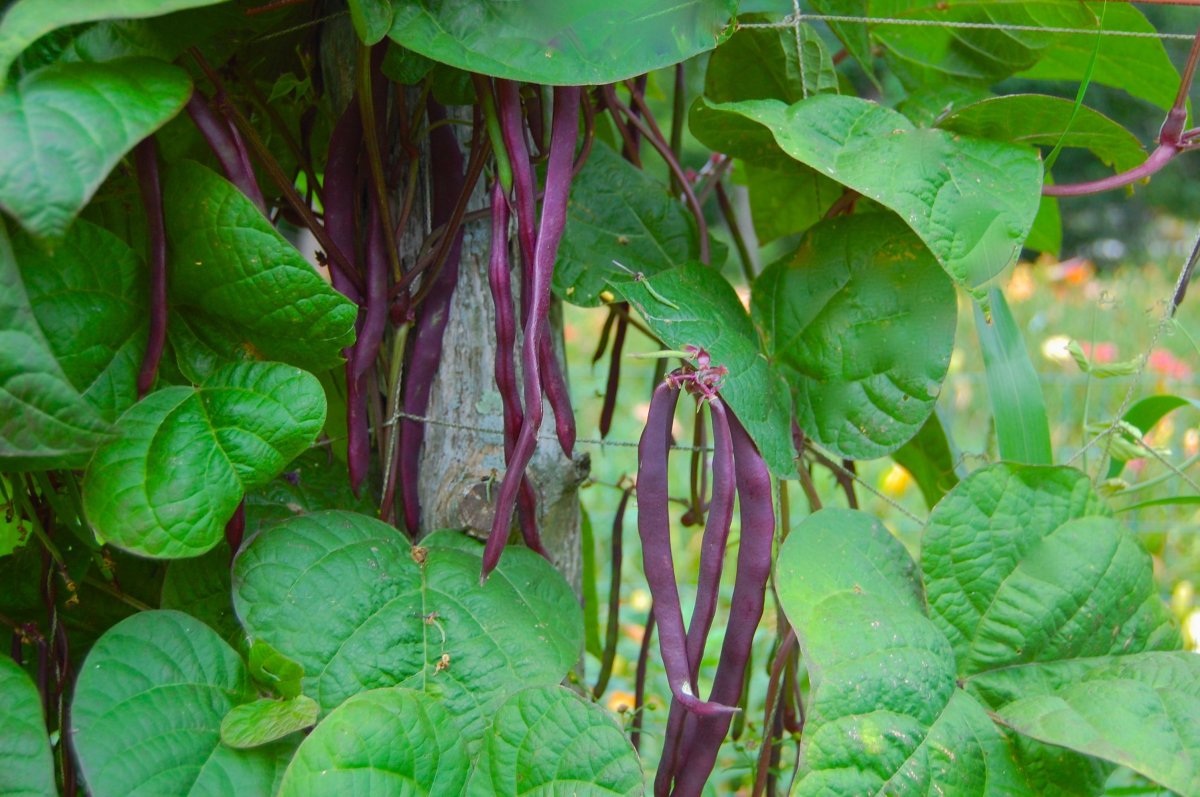 purple beans.jpg