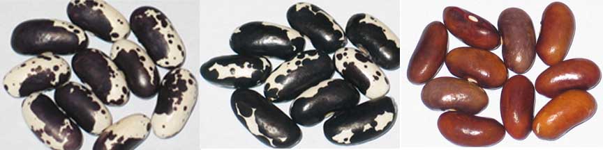 Purple-Holstein-Brown.jpg