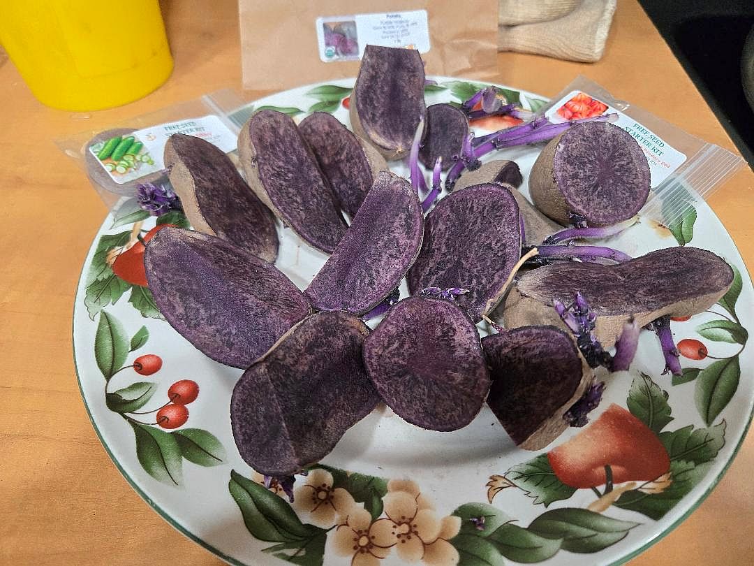 Purple Majesty seed potatoes, 04-04-25, #2.jpg