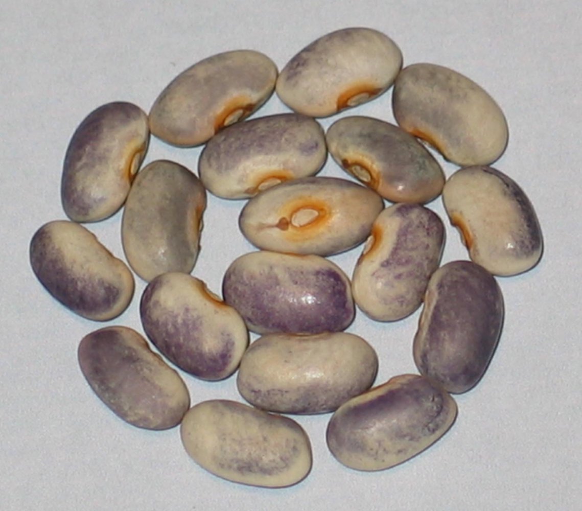 Purple Rose Creek.jpg