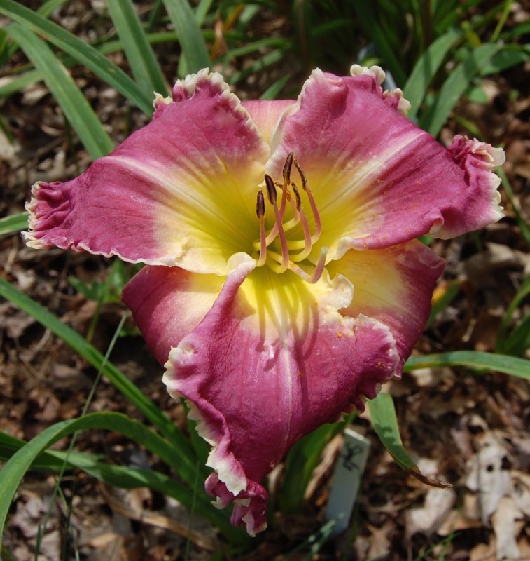 Purple ruffled daylily.jpg