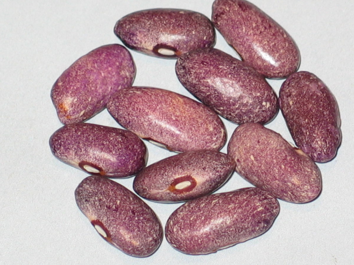 Purple Stardust #1.jpg
