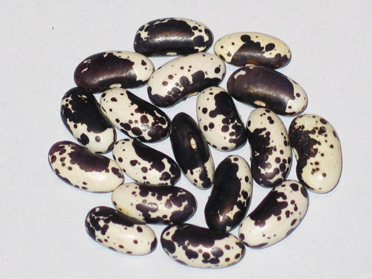 Purple Trout.JPG