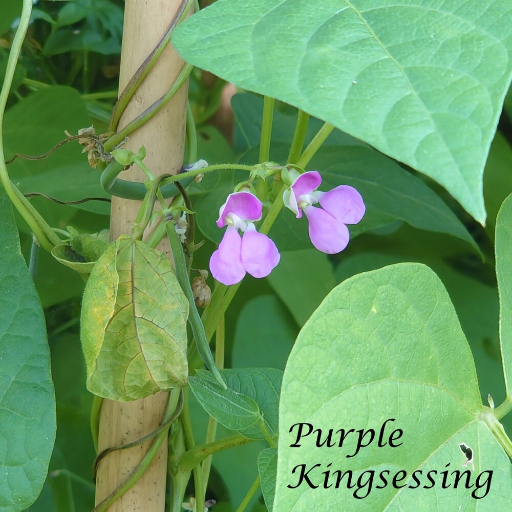 Purple_Kingsessing_b_2025.jpg