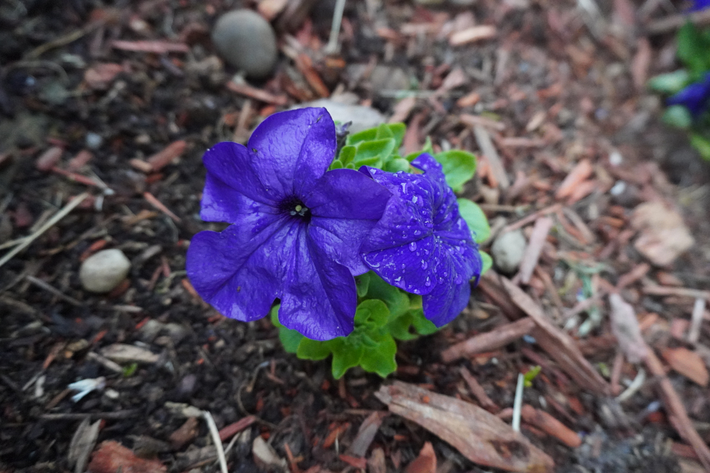 purpleflowers.JPG