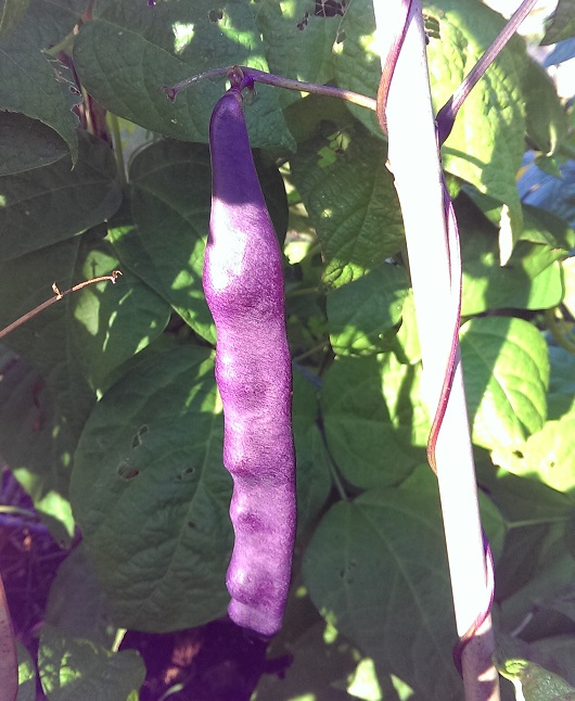 purpleprize21.jpg