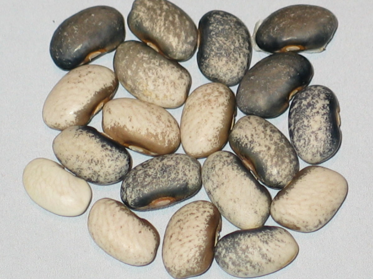 PXBT-PP-3-97B-OOH .jpg