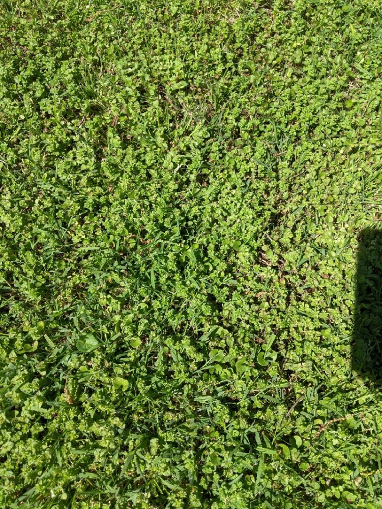 PXL_20210401_194704033_resize_78.jpg