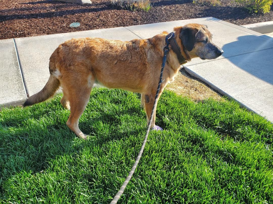 Pyg before surgery at SportsVet, 04-27-2020.jpg