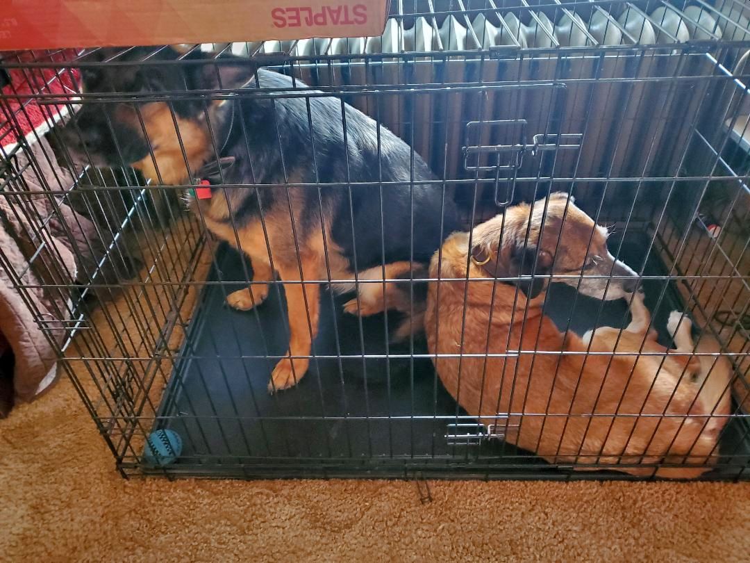 Pyg, porch painting caging, 2022.jpg