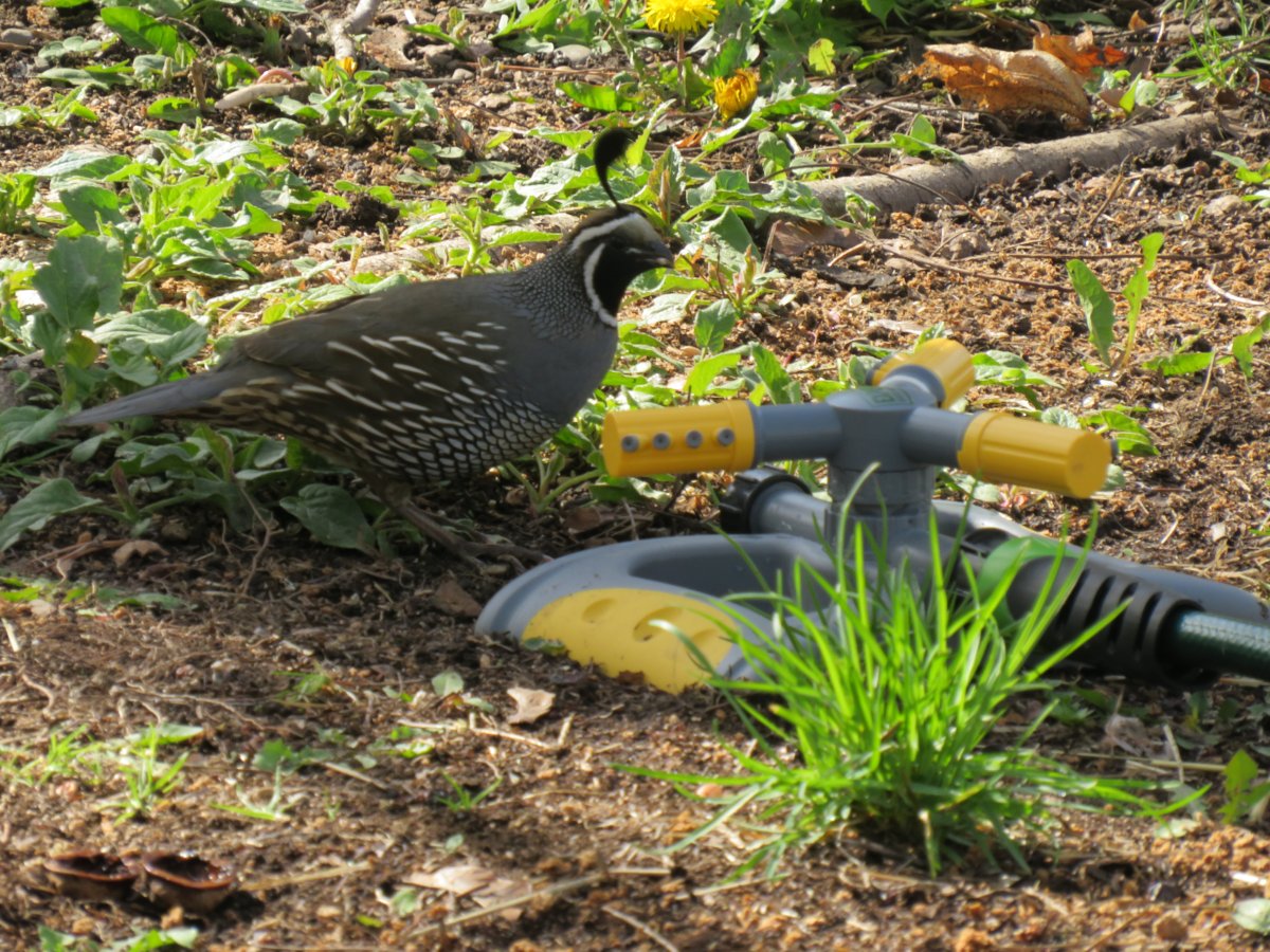 quail again.JPG