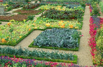 Quick-Gardening-Tips-For-A-Backyard-Vegetable-Garden2.png