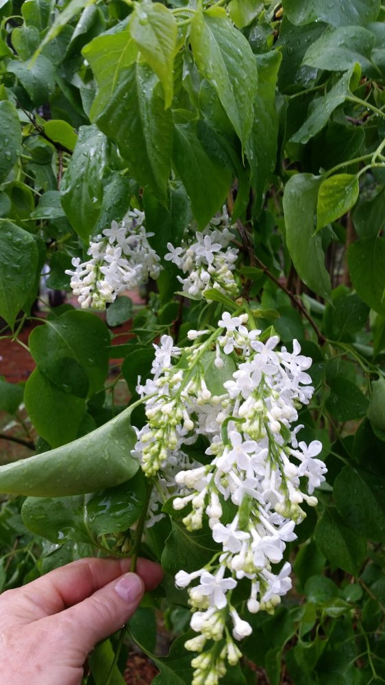 r aun lilac5.jpg