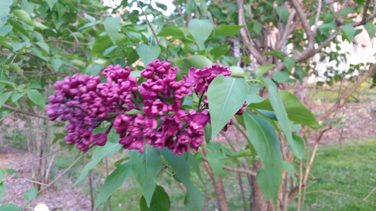 r easy lilac.jpg