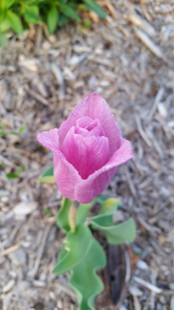 r easytulip.jpg