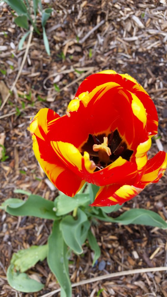 r easytulip1.jpg