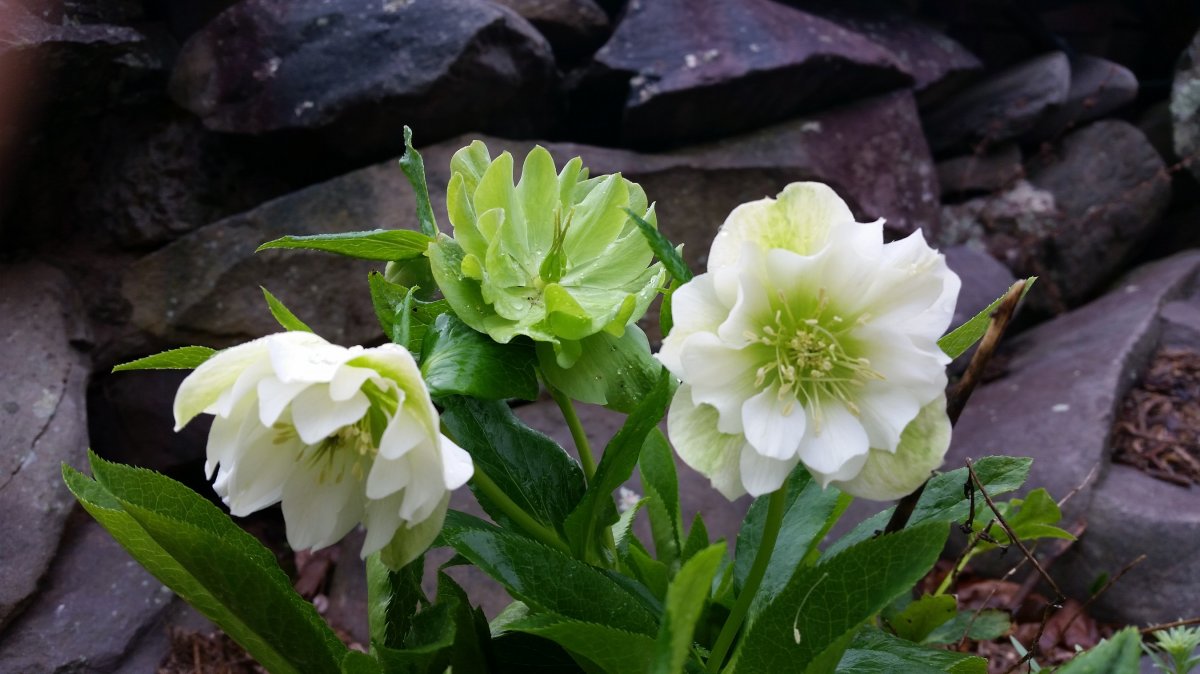 r hellebore.jpg