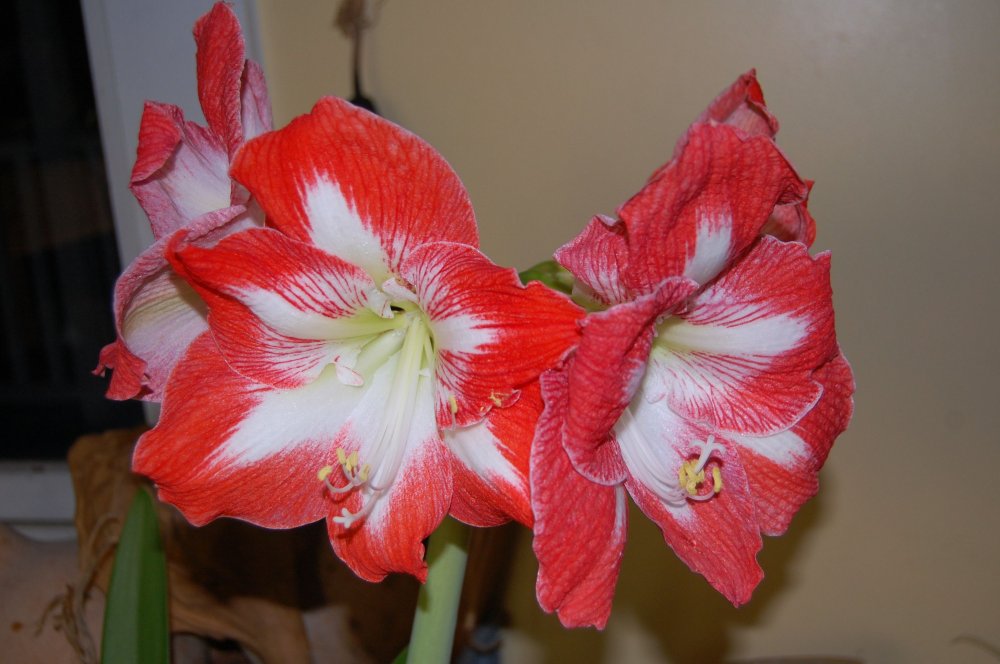 R:W Amaryllis.jpg