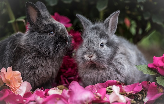 Gardening with Rabbit Manure