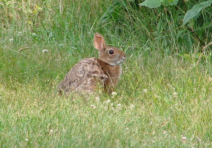 rabbit.jpg