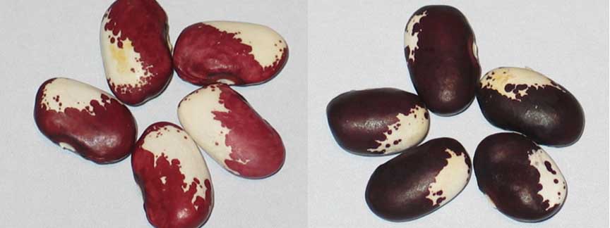 Rabbits Foot Panel #4.jpg