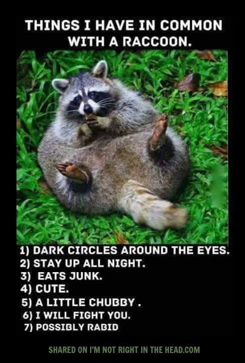 raccoon.jpg