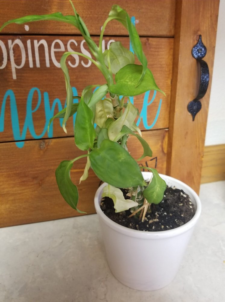 Rachel's plant.jpg