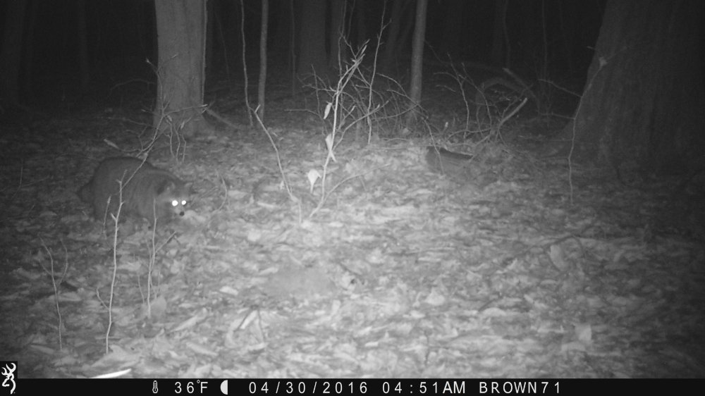 racoon.jpg