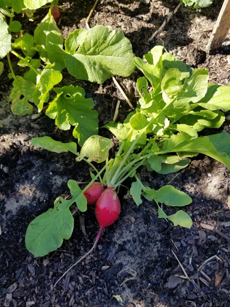 radish 11 9.jpg