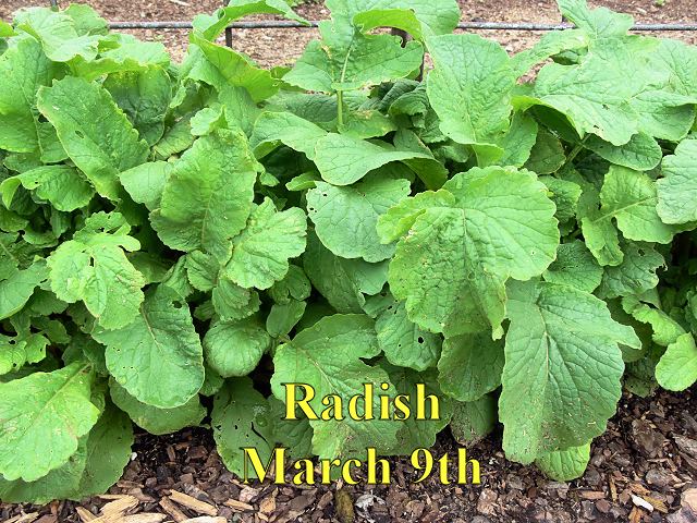 Radish_030917.jpg