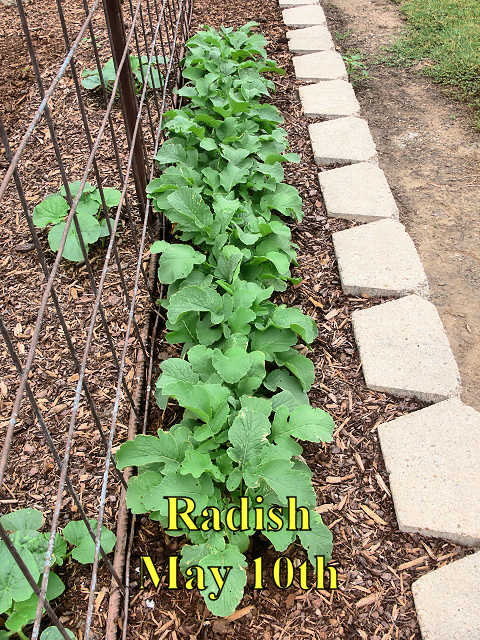 Radish_051017.jpg