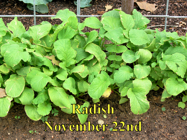 Radish_112214.jpg