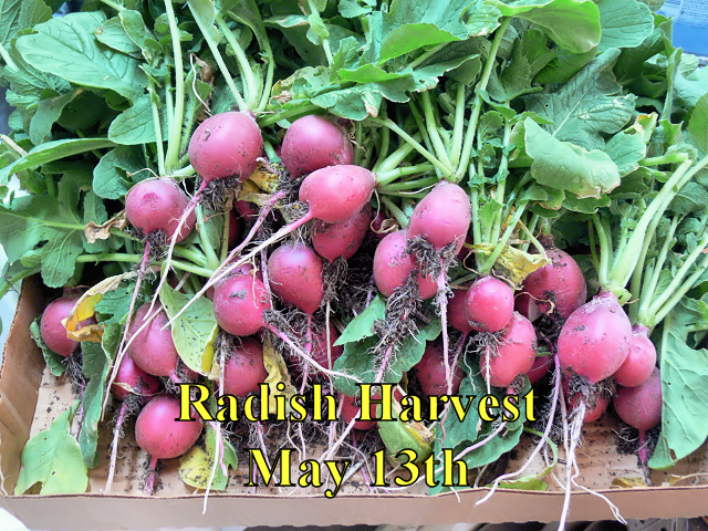 Radish_Harvest_051317.jpg
