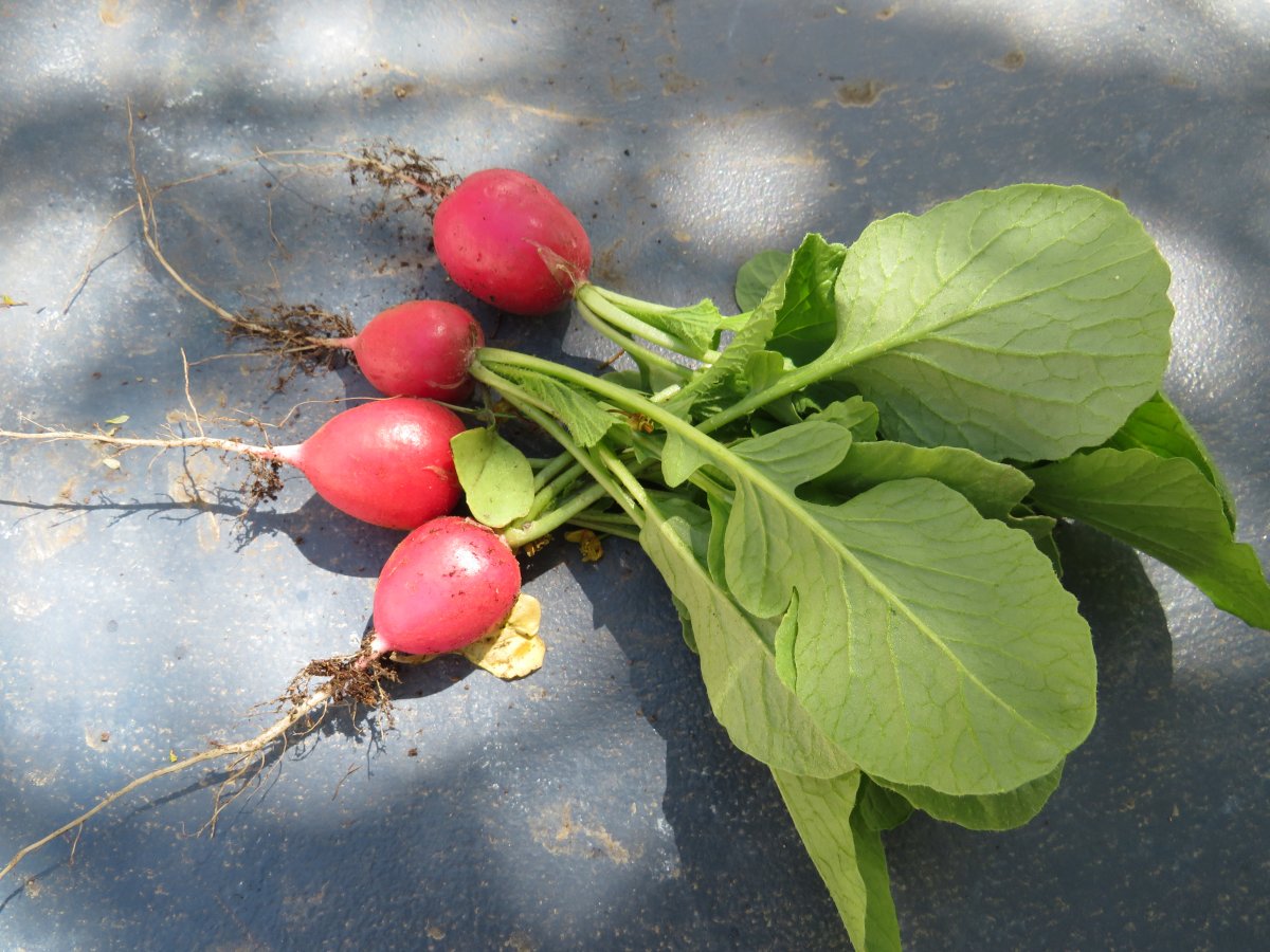 radishes.JPG