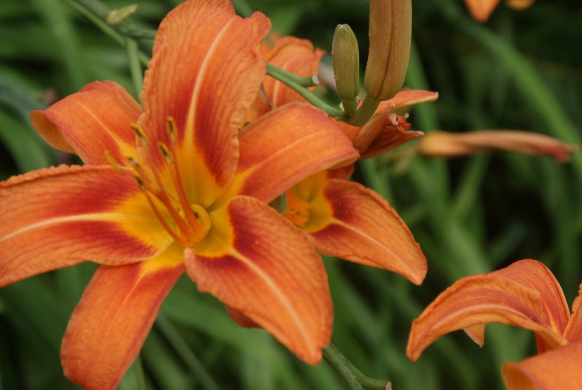 rain & blooms 019.JPG
