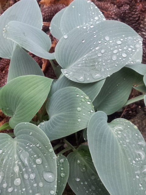 raindrops on hostas.jpg