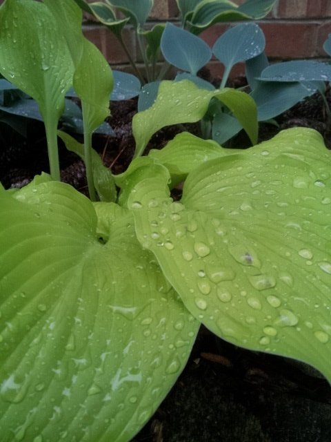 rainy hosta.jpg