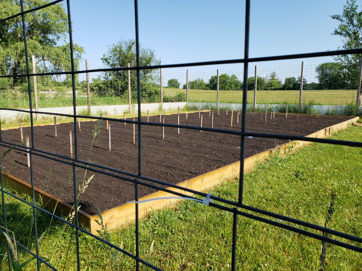 Raised Bed 2021 East Watered 6-9-21.jpg