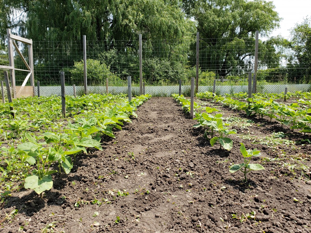 Raised Bed East Weeded 7-2-21.jpg