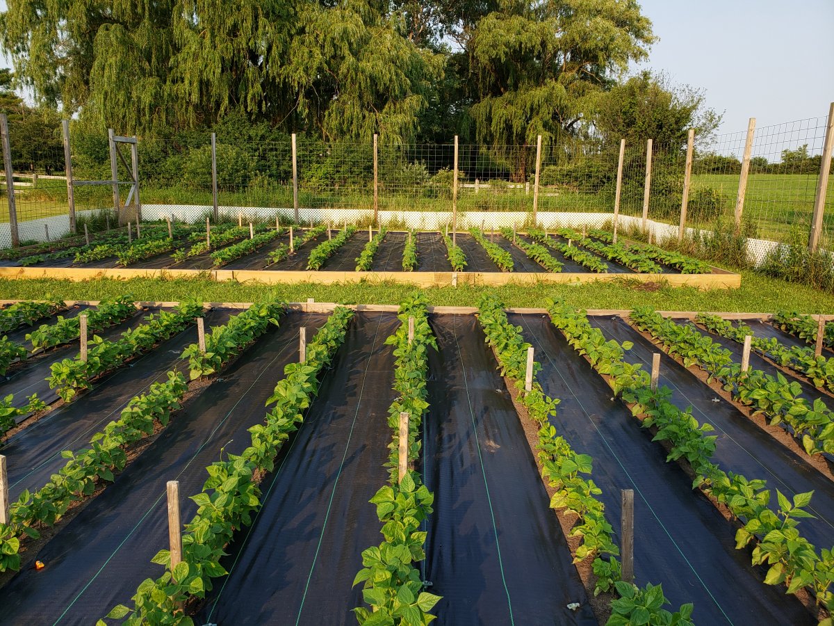 Raised Bed Fabric 7-2-2021.jpg