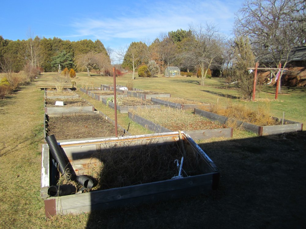 raised bed veggie garden.JPG
