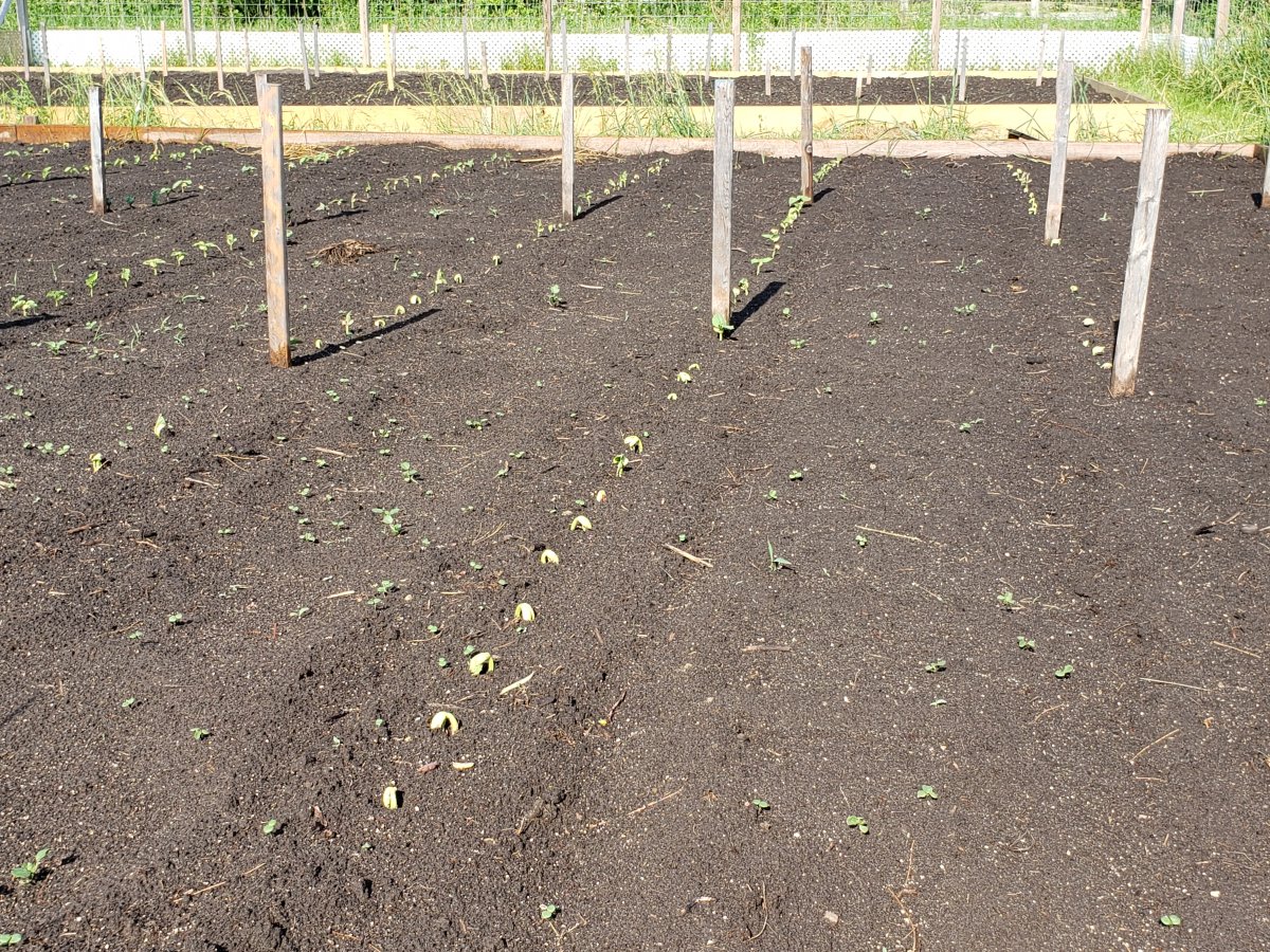Raised Bed West 6-12-21 #3.jpg