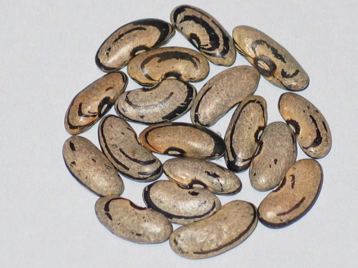Ramshorn.JPG