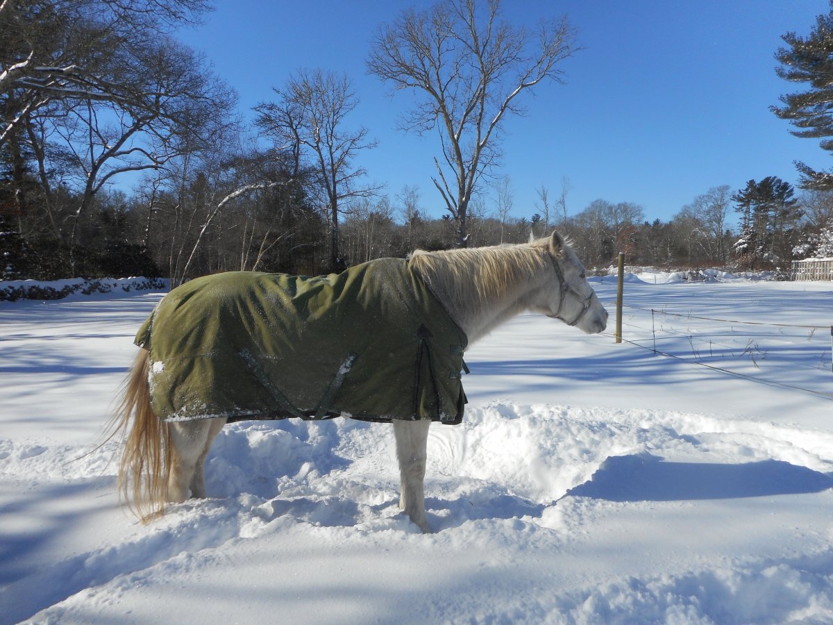 ras ans snow 4.jpg
