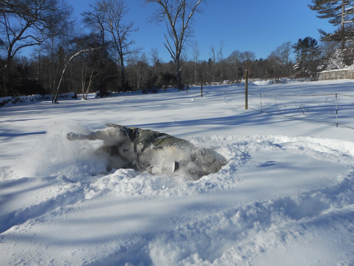 Rascal in snow 1.jpg