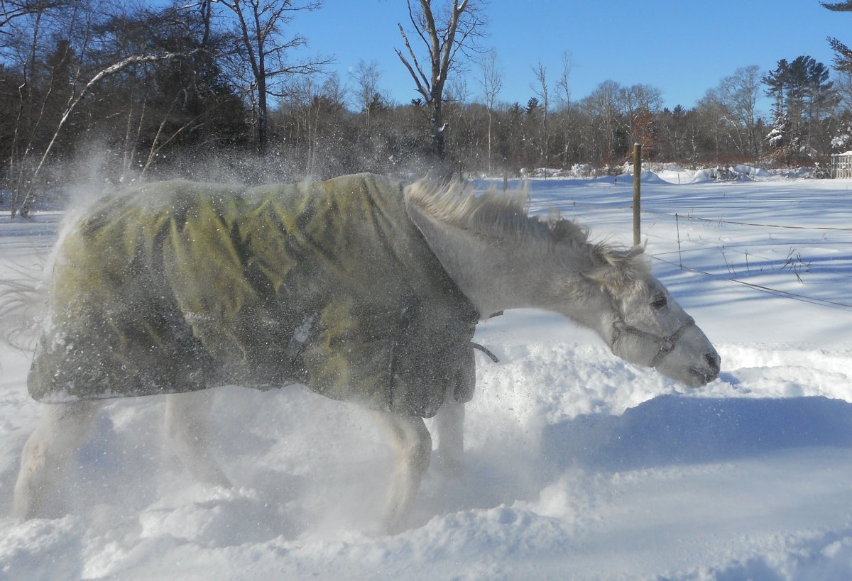 rascal in snow 5.jpg